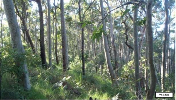 Hunter Valley Moist Forest – Landcare classification