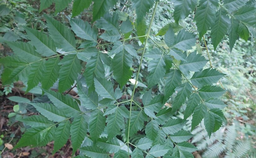 Melia azedarach (White Cedar)